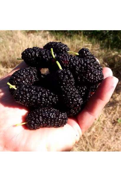 Шовковиця домашня Шеллі з ягодами вишуканого смаку.